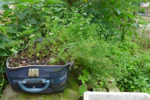 Reusing an old suitcase for some plants is really quite common (Photo: Emccall 2014)